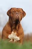 DOGUE DE BORDEAUX 192